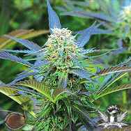 Emerald Triangle Seeds Royal Purple Kush